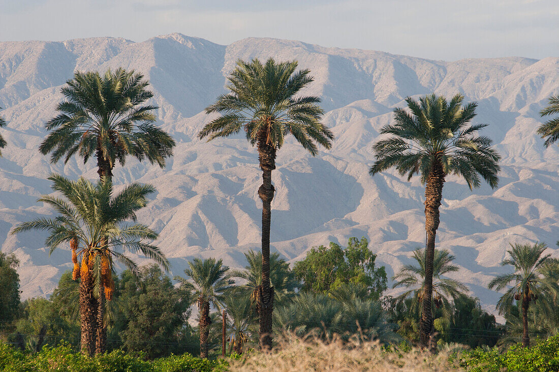 'Palm Trees At Sunset With Desert Mountain Range In The Distance With Blue Sky; Palm Springs, California, United States of America'