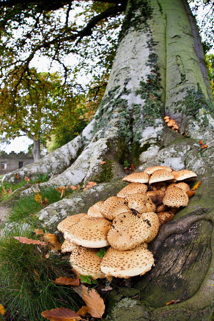 'Mushrooms Growing At The Base Of A Tree; Scottish Borders, Scotland'
