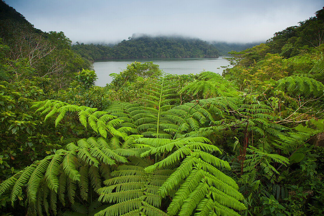 'Tropical Plants Grow Around The Twin Lakes At Twin Lakes National Park On The Island Of Negros; Negros Oriental, Philippines'