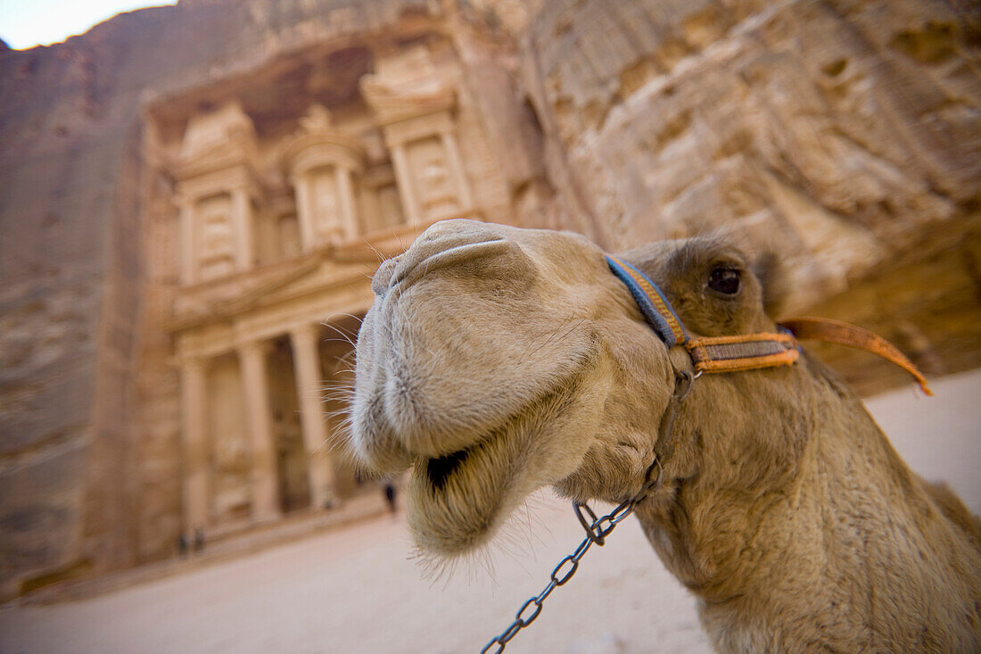 'A Camel Stands In Front Of The Treasury In The Nabatean City; Petra, Jordan'