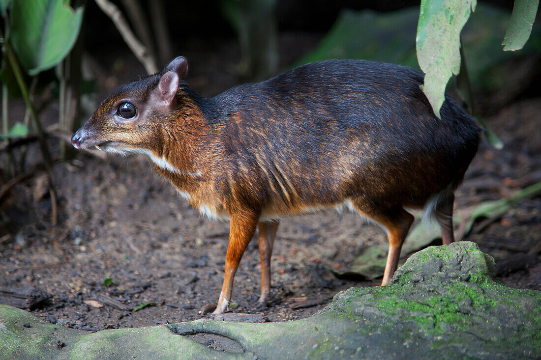 An Asian Mouse Deer (Tragulidae) At The â¦ â License image â 70485521 â  lookphotos