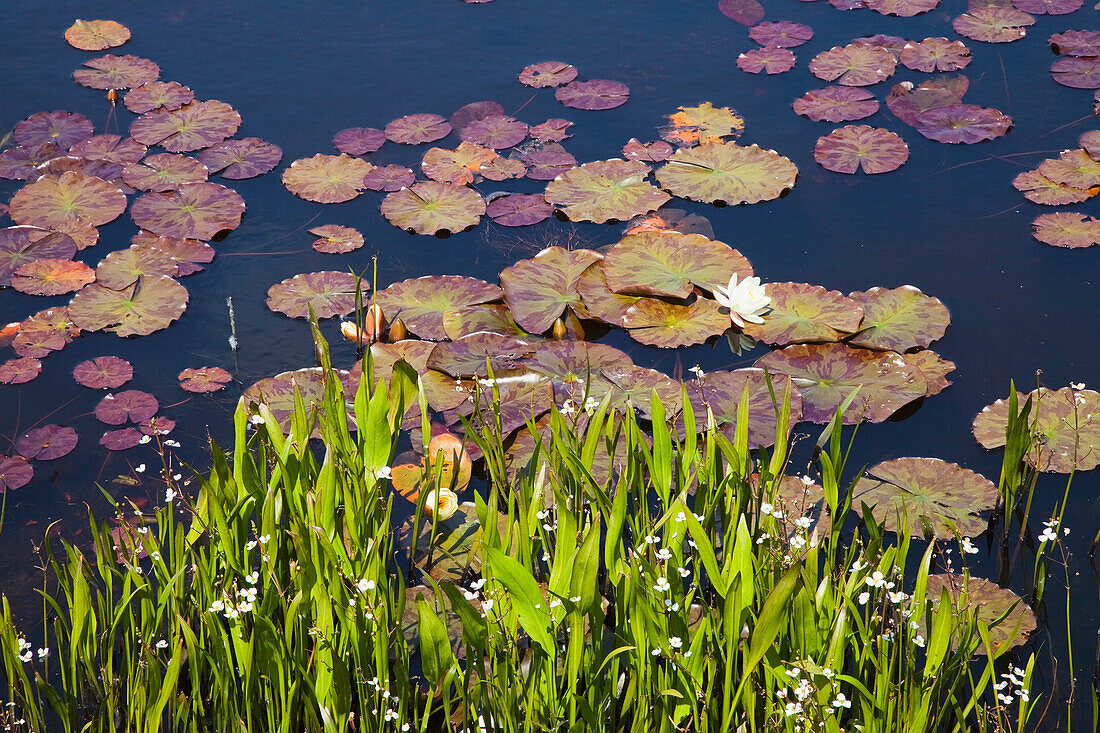 'Lily Pads In A Lake Near Dunmanus Bay; County Cork, Ireland'