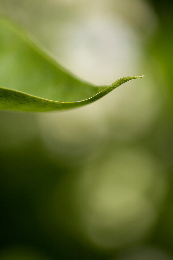 Close-Up Of White Lilac Leaf