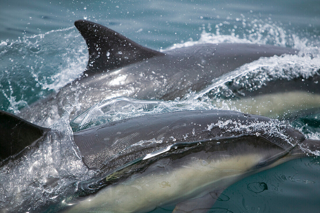 Wild Dolphins Off Point Conception California