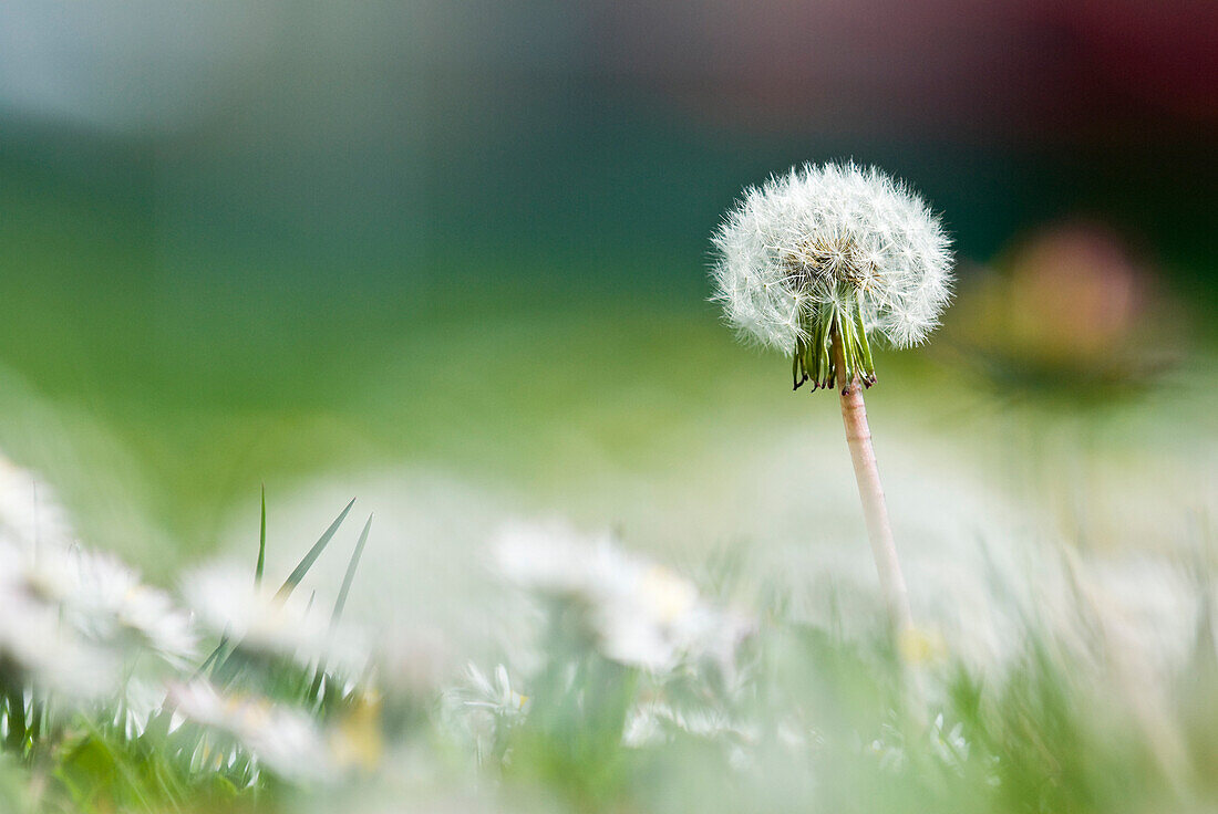 Common Dandelion, Victoria, Bc