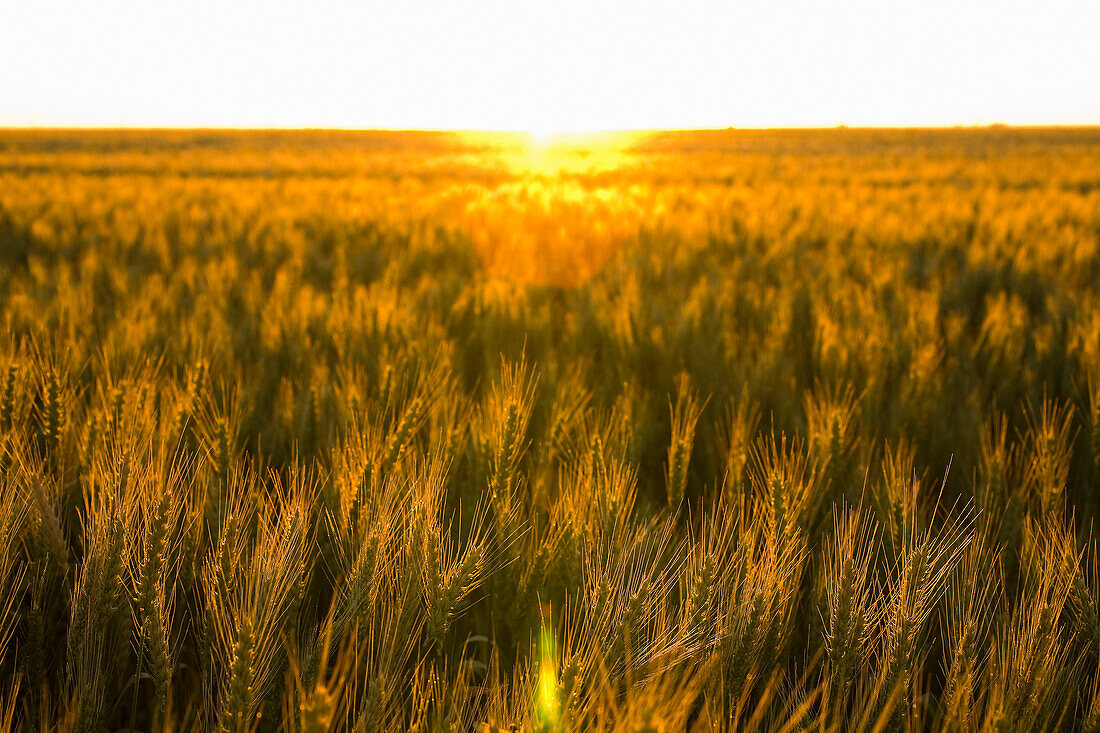 Stalks Of Wheat In Field At Sunset, Saskatchewan, Canada