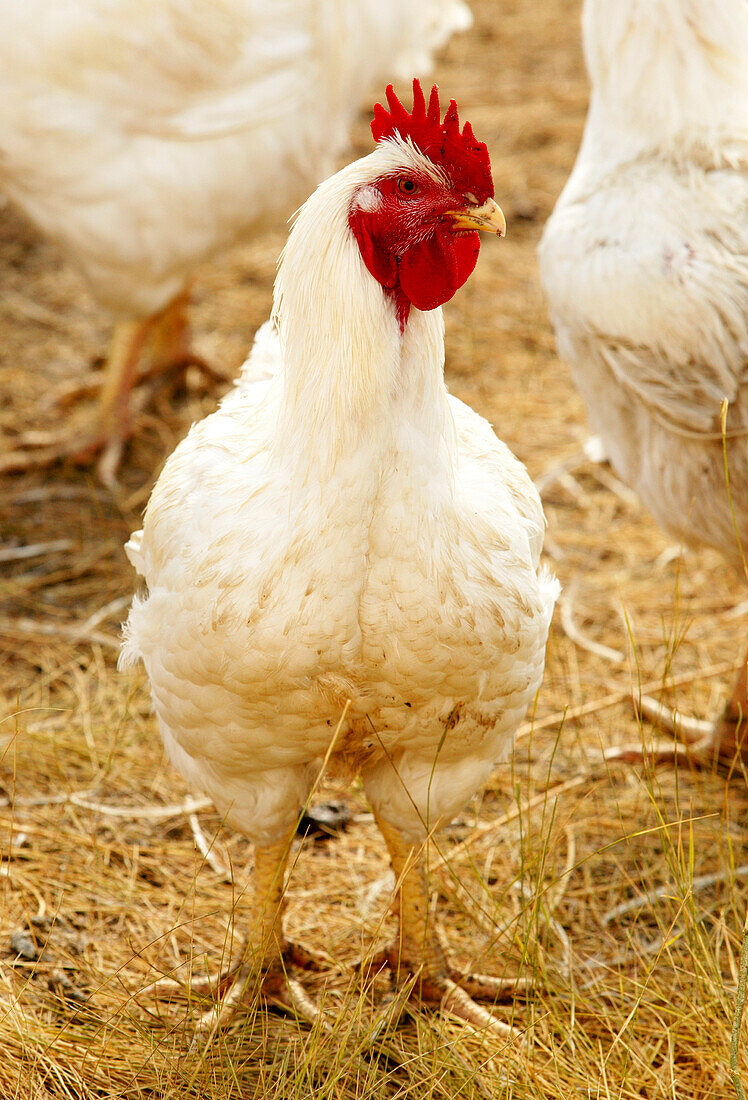 Domestic Free-Range Chickens, Saskatchewan, Canada