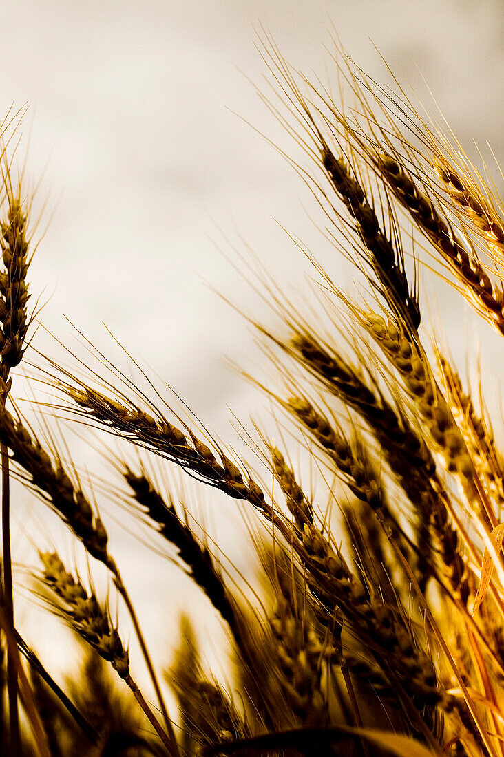 Dramatic Stalks Of Wheat, Saskatchewan, Canada
