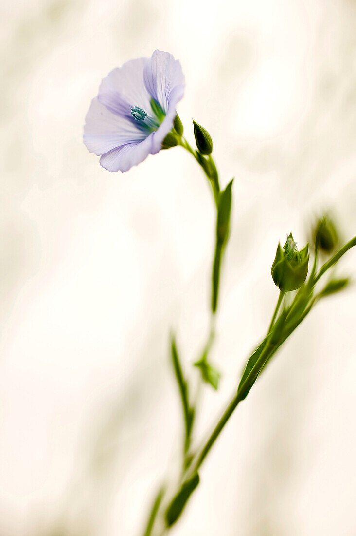 Flachsblüten, Saskatchewan, Kanada