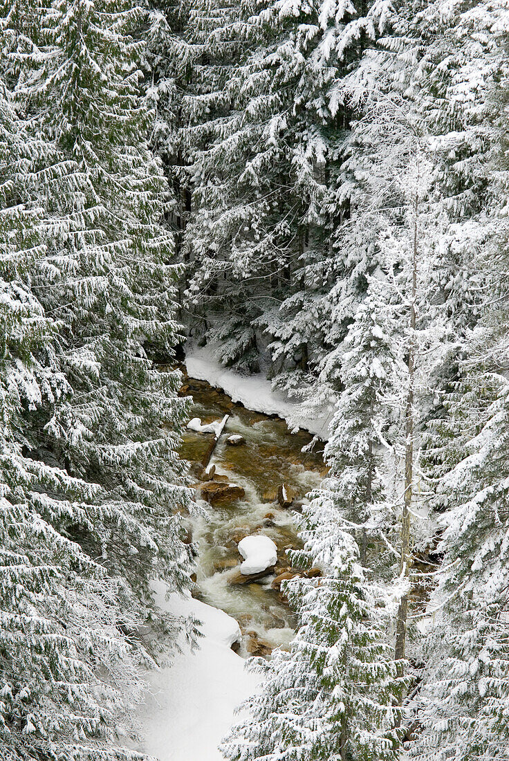A Snowy River Gorge, Revelstoke, Bc, Canada