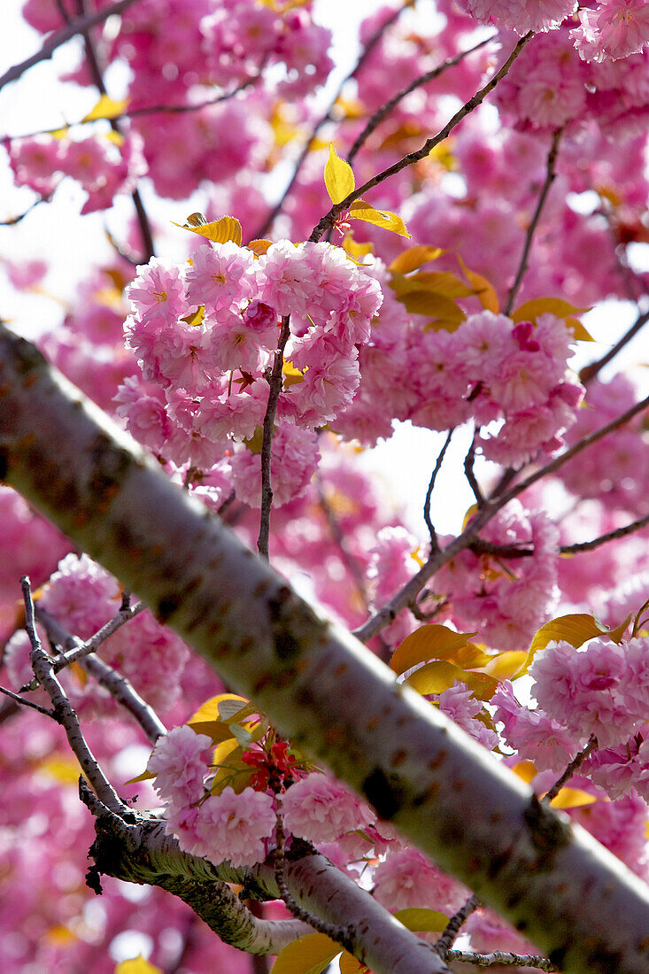 Detail Of Cherry Tree In Bloom, Canada, Ontario