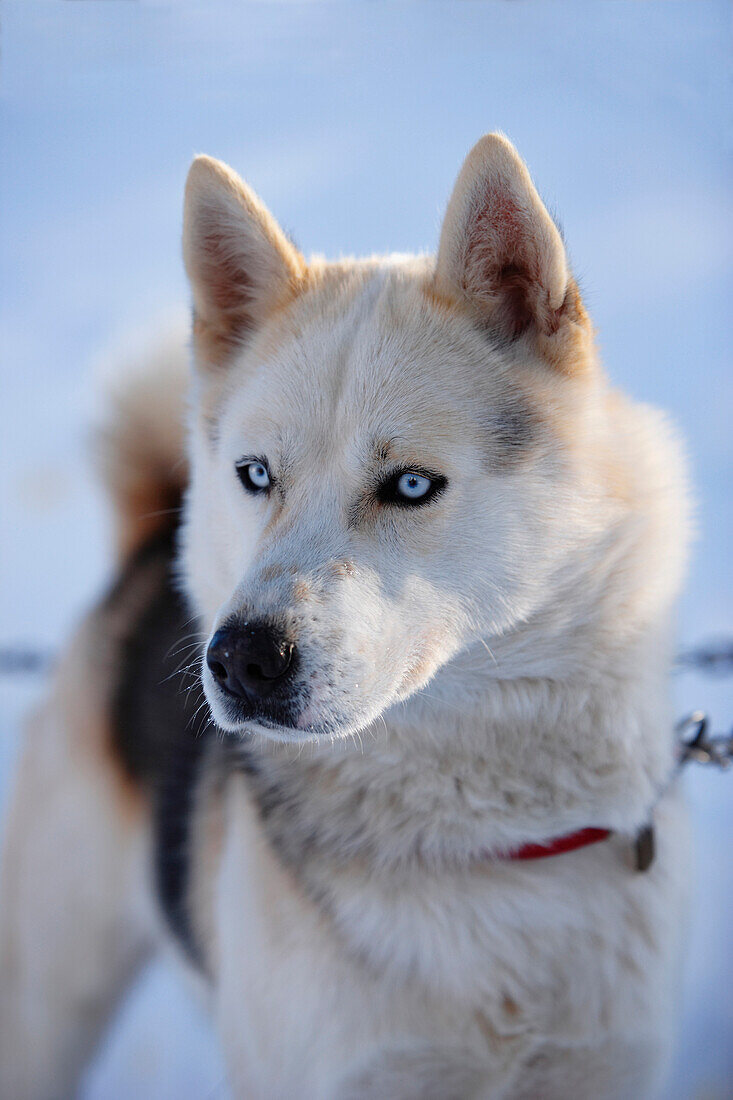 View Of Dog Sled, Marsoui, Gaspesie, Quebec