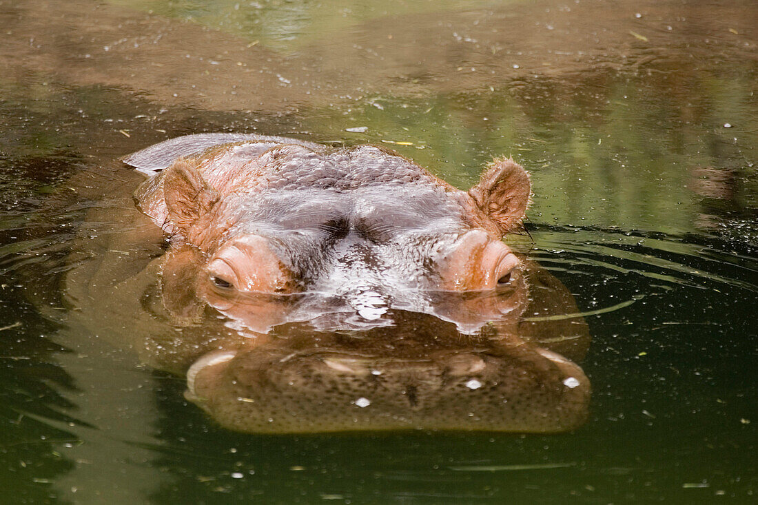 River Hippopotamus At Toronto Zoo, Toronto, Ontario, Canada.