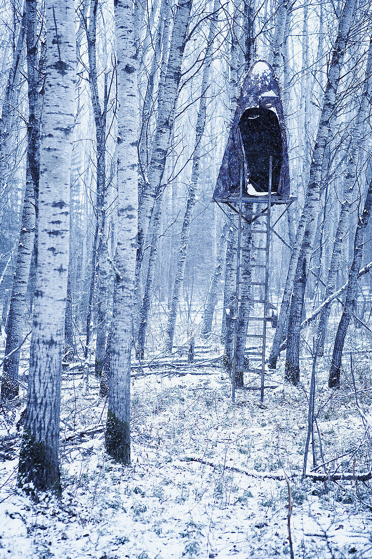 Grove Of Poplar Trees With Hunting Blind In Tree, Duotone, Alberta