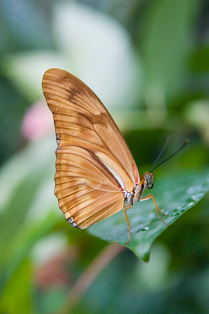 Julia Butterfly (Dryas Iulia) Resting On Leaf, Niagara Butterfly Conservatory, Niagara Falls, Ontario, Canada.