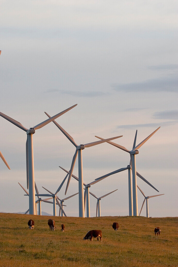 Windmills Used To Generate Electrical Power At Cowley Ridge In Southern Alberta, Canada