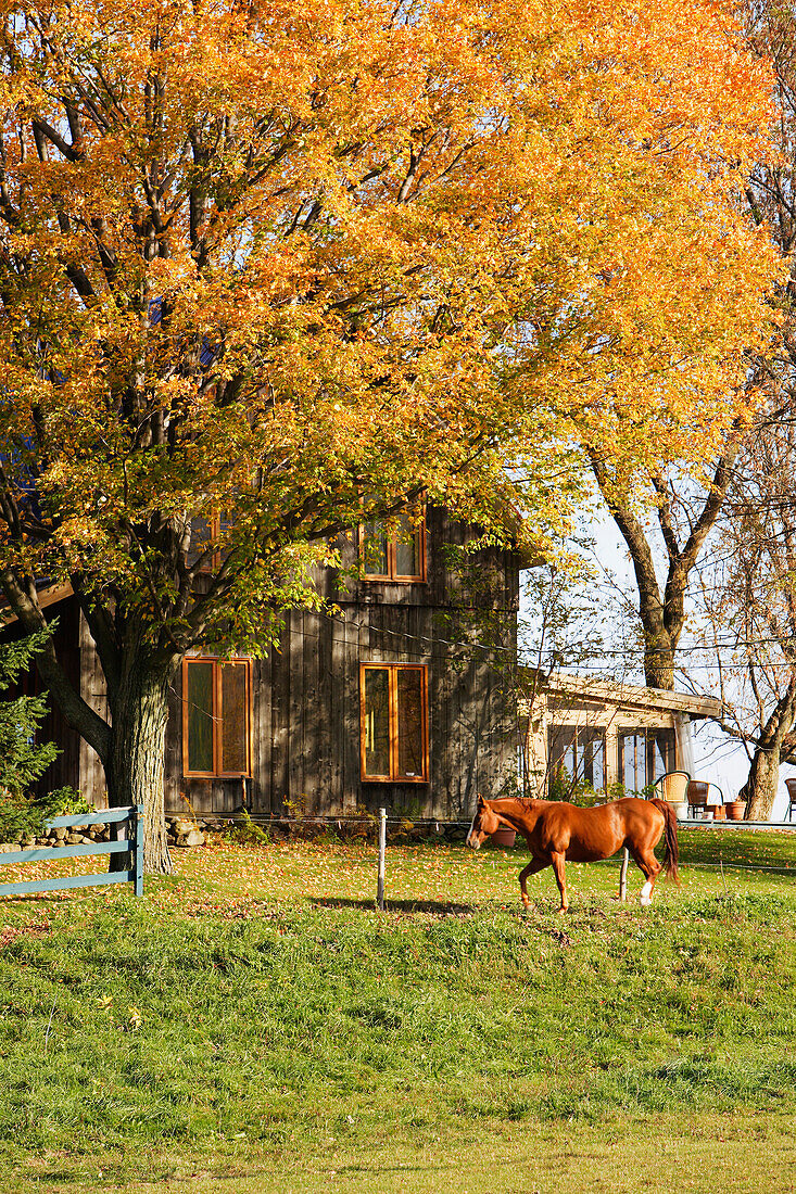 View Of Horse And House In Autumn Landscape, Eastern Townships, Quebec, Canada