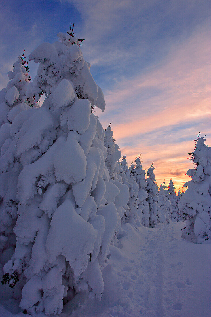 View Of Path And Snow-Covered Trees At Pic De L'aube, Quebec, Canada