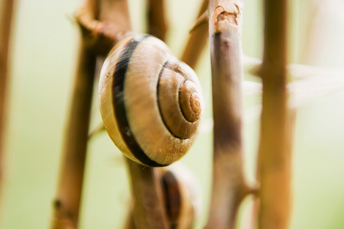 Snail, Poland