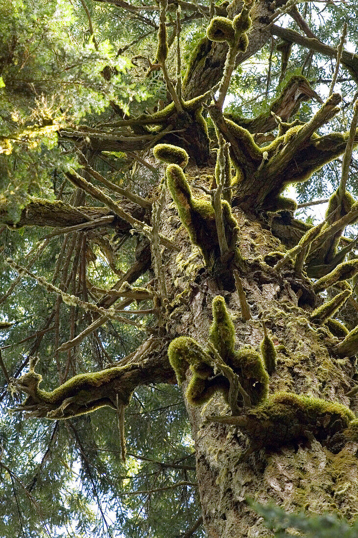 Looking Upward In Old Growth Forest In Cathedral Grove In Macmillan Provincial Park, Near Port Alberni, Vancouver Island, Bc