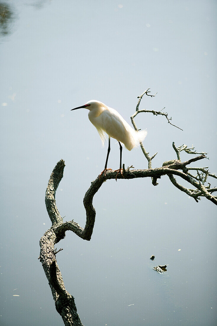 Bird On A Branch, Jacksonville, Florida