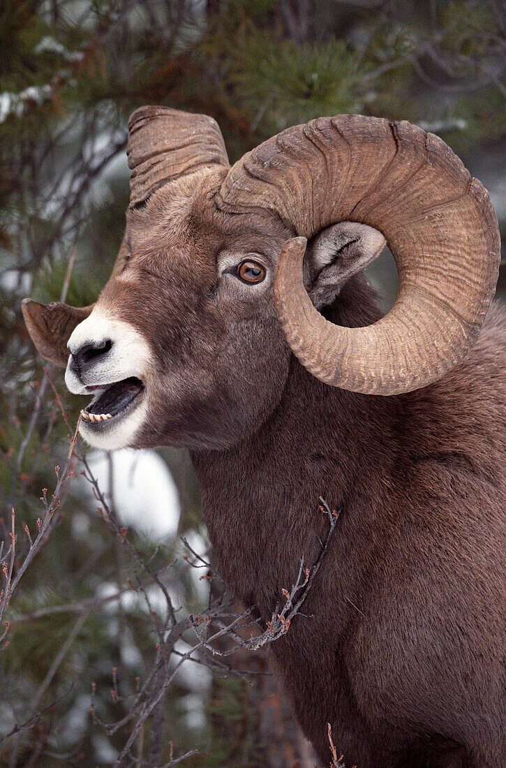 Bighorn Sheep, Maligne Canyon, Jasper National Park, Alberta, Canada