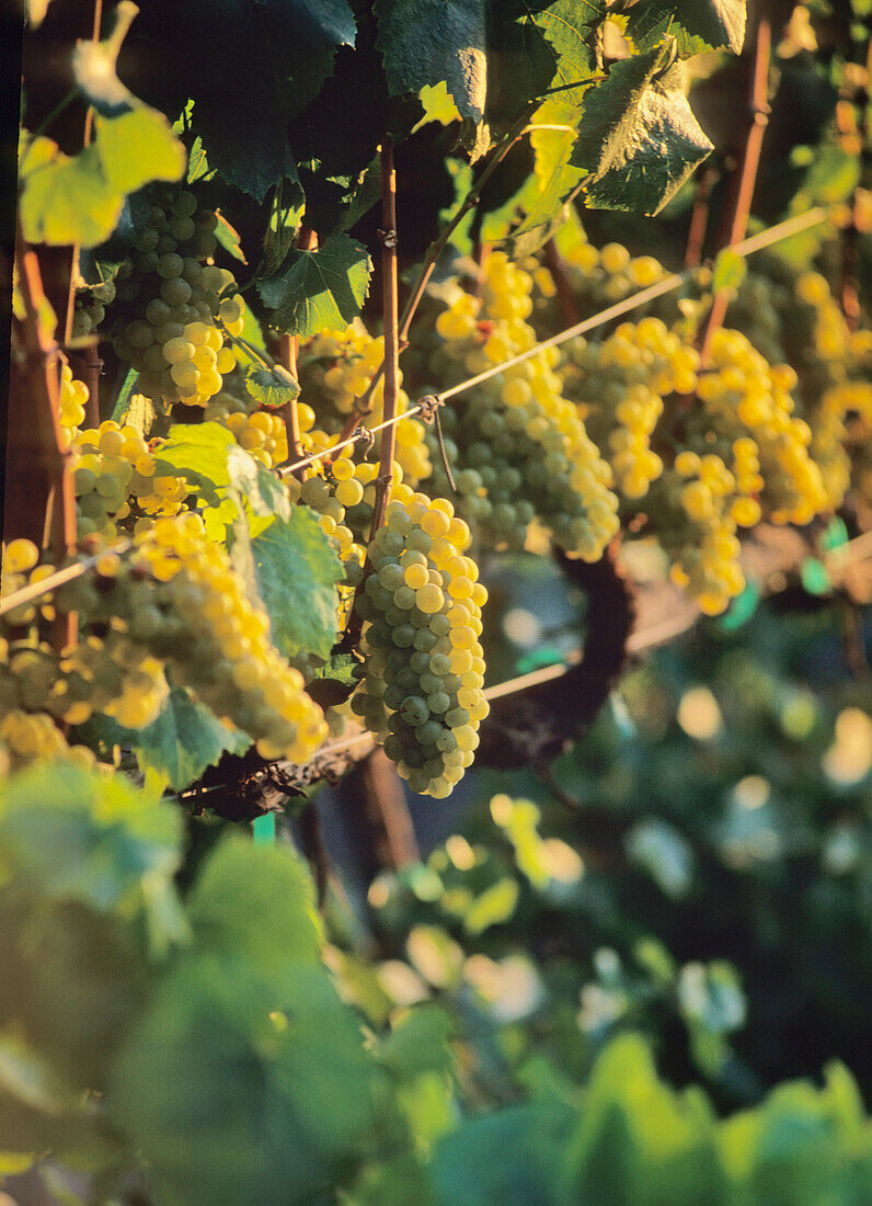White Grapes On The Vine, In Vineyard, Napa Valley, California