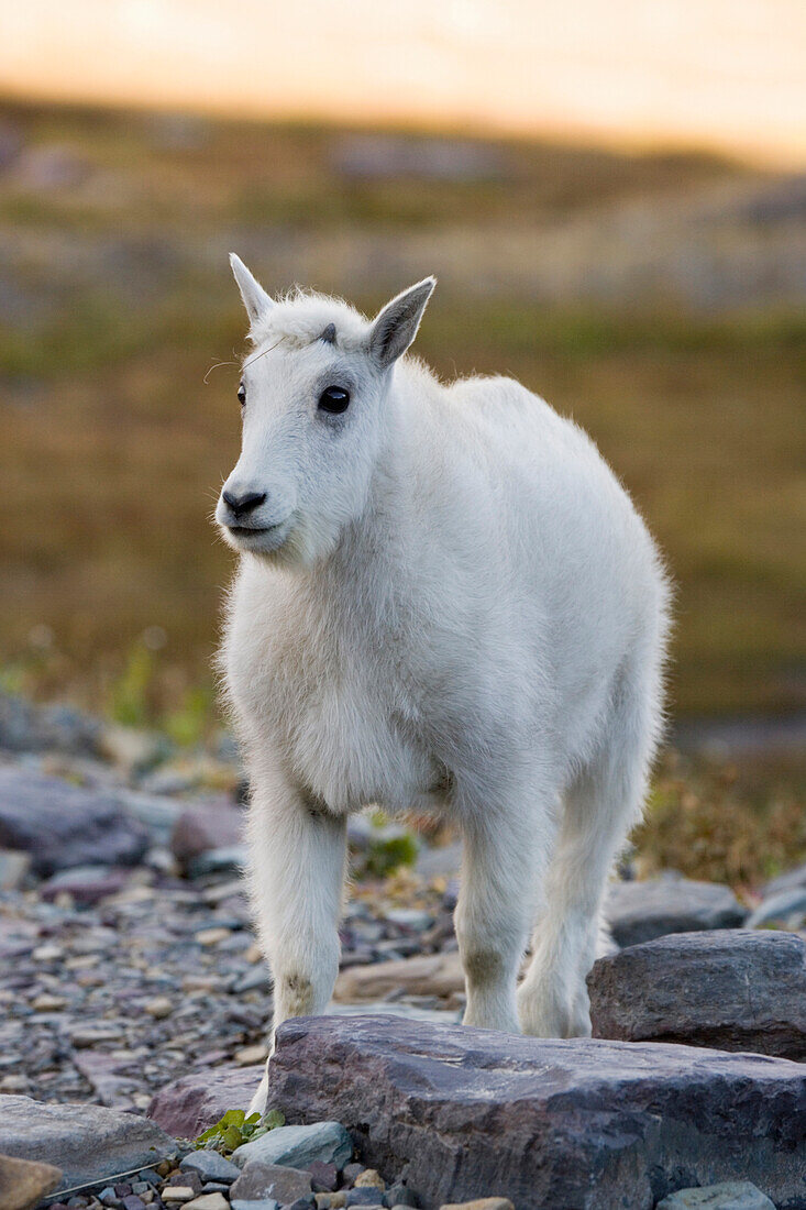 Mountain Goat Kid Near Logan Pass, Glacier National Park Montana, Usa