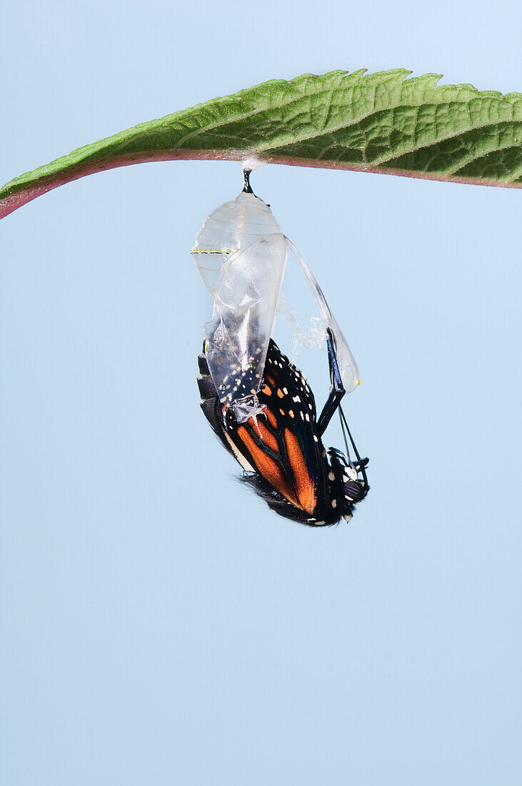 Monarch Butterfy Life Cycle, Emerging From Cocoon.