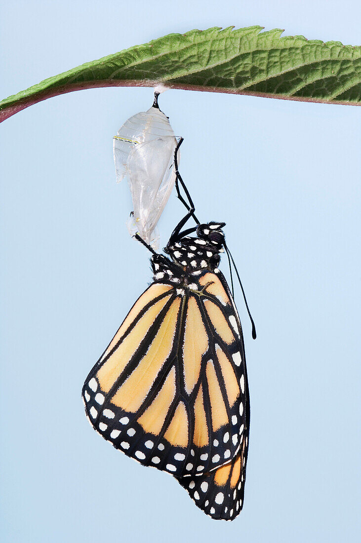 Monarch Butterfly Life Cycle, Emerging From Cocoon.