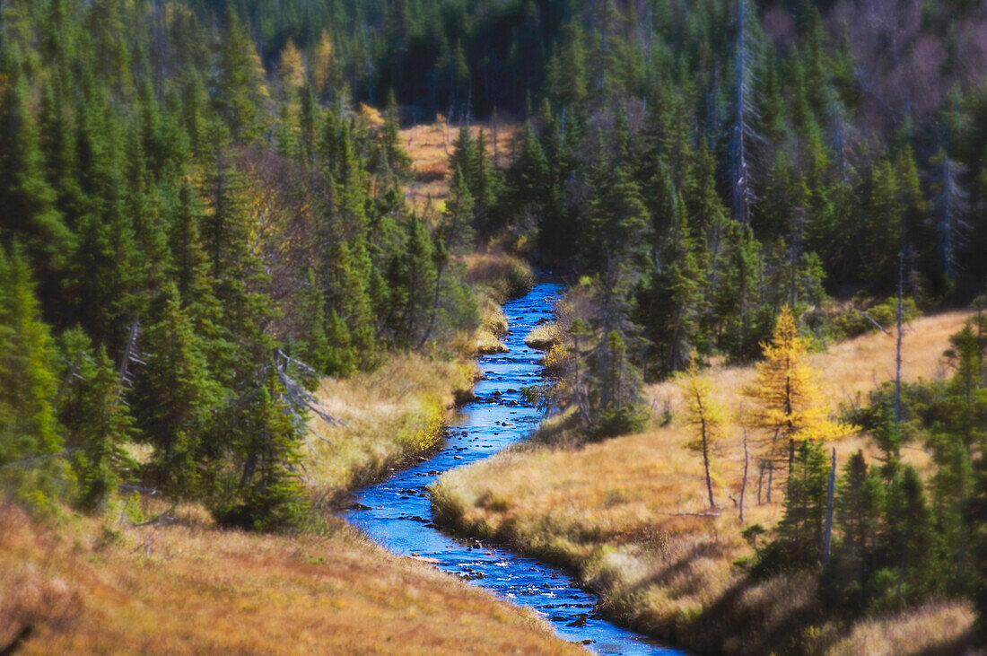 River Runs Through Spruce, Pine And Larch Forest Cape Breton Highlands National Park.