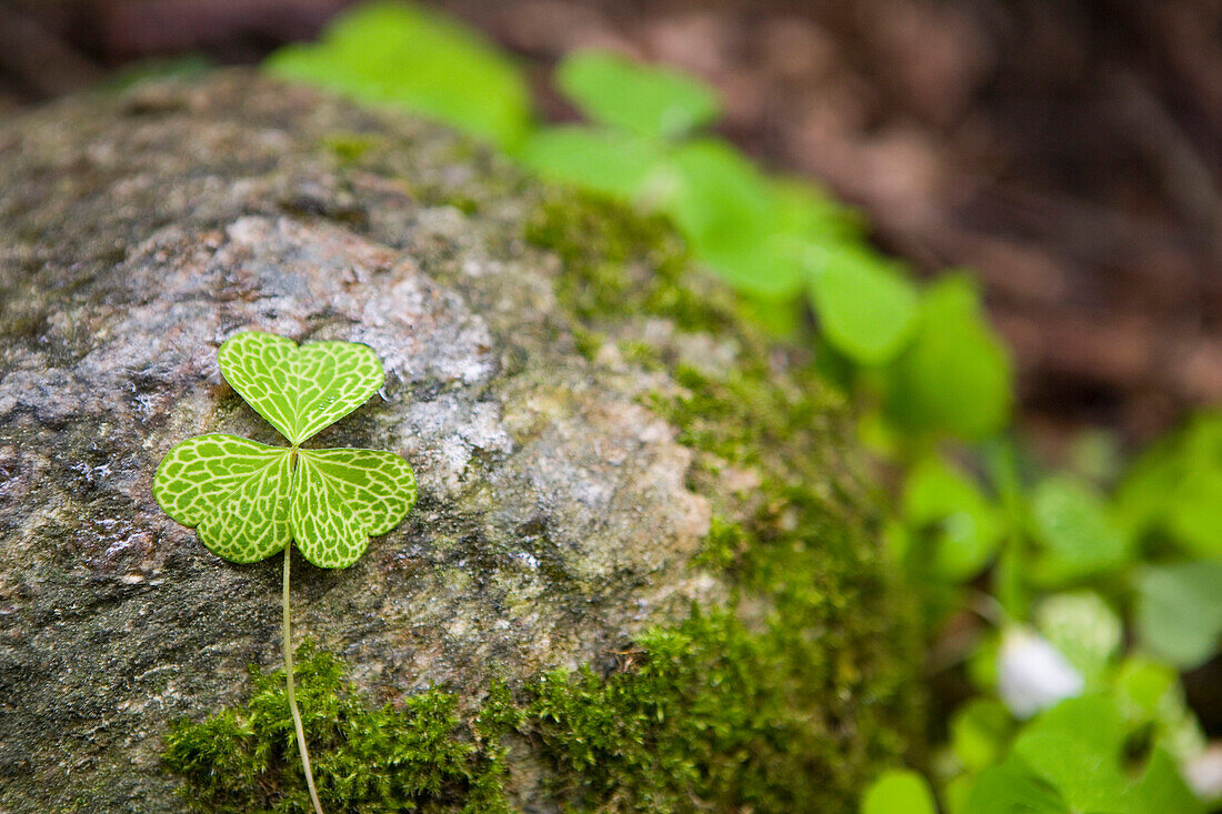 Clover, Chamonix, France