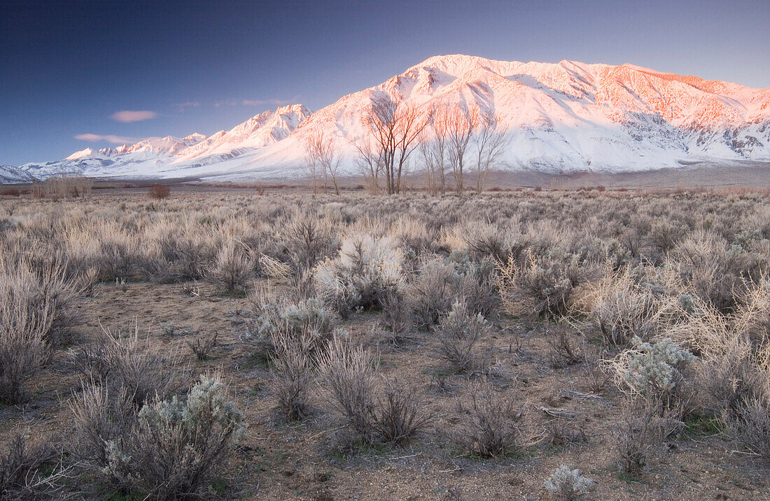 Sunrise On A Snowcapped Peak In The California Desert, Bishop, California, Usa