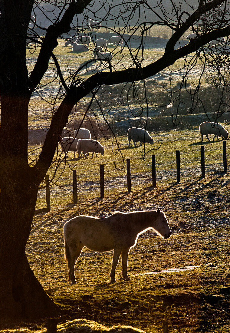 'A Horse Stands Under A Tree With Grazing Sheep In The Background; Northumberland, England'