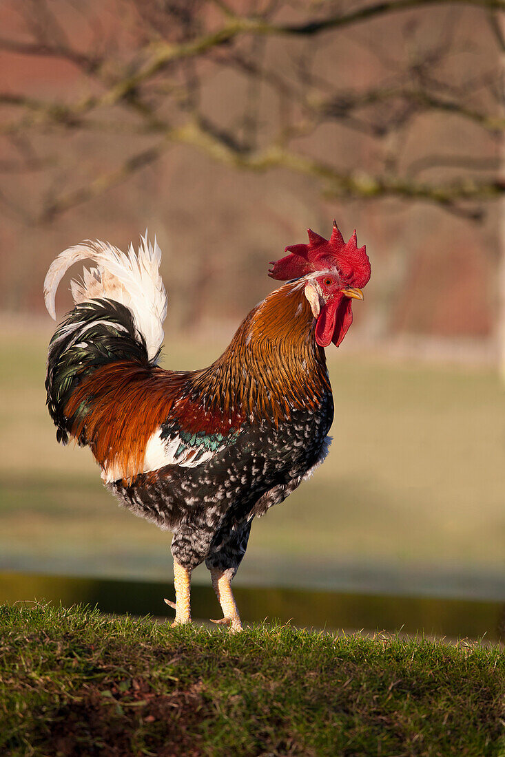 'Rooster (Gallus Gallus); Northumberland, England'