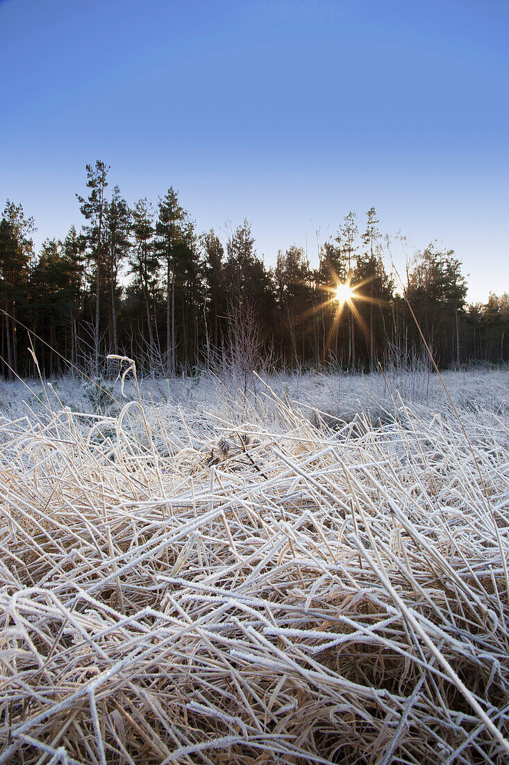 'Frozen Grass With Sunlight Shining Through The Trees; Northumberland, England'