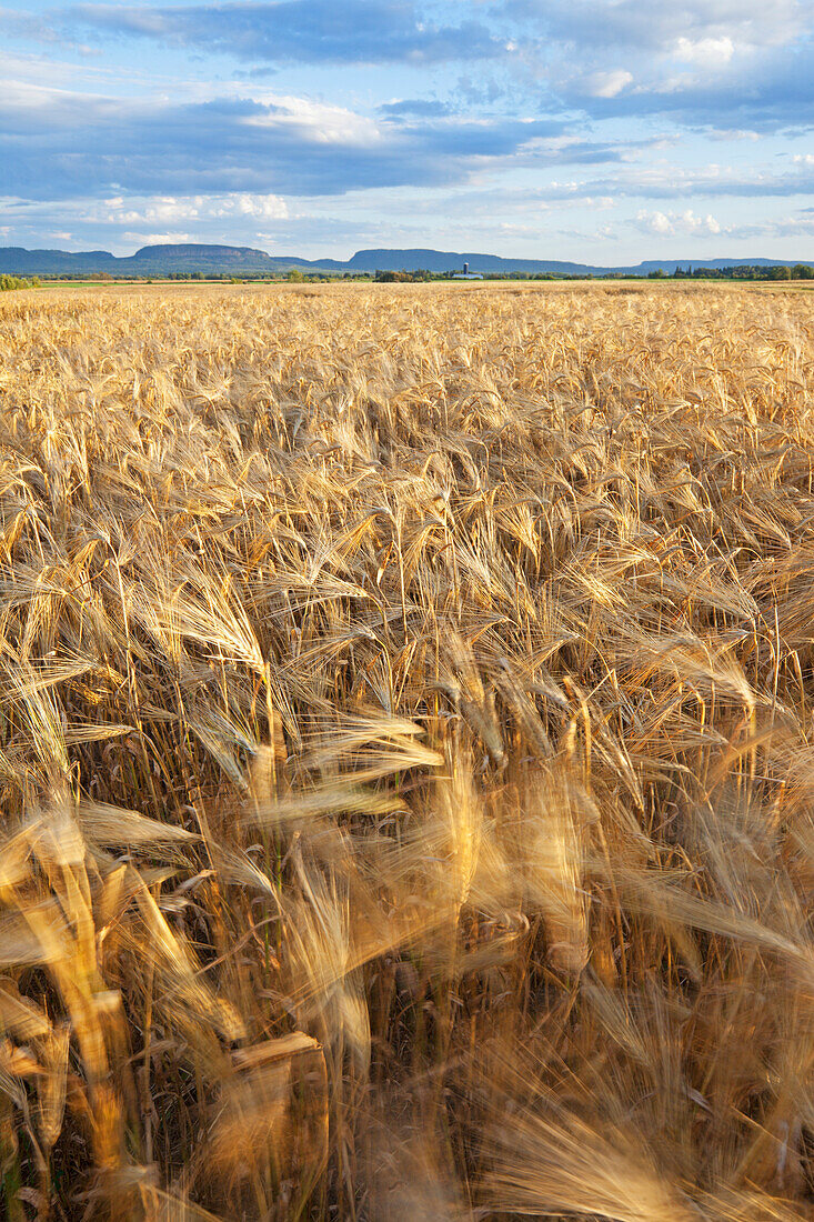 'Wheat Field With Mountains In The Distance; Thunder Bay, Ontario, Canada'