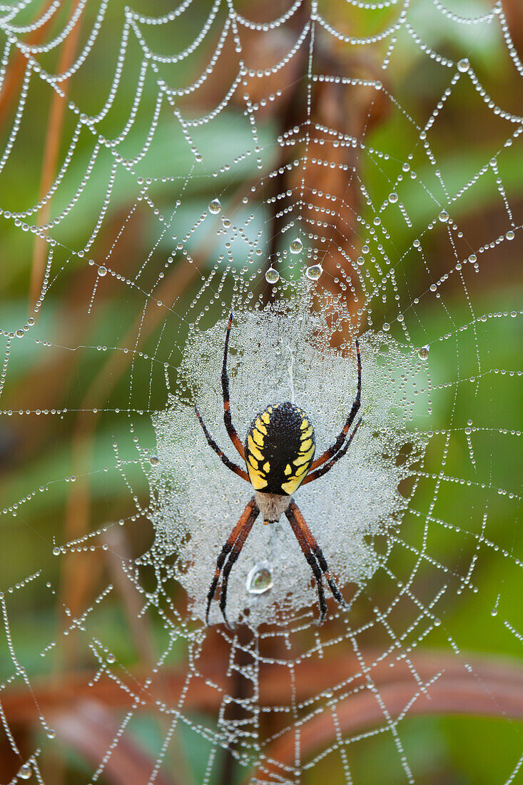 'Writing Spider (Argiope) On A Web Covered In Dew; Sault St. Marie, Ontario, Canada'