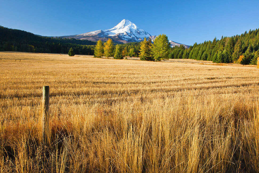 'Autumn Colours And Mount Hood In Hood River Valley; Oregon, United States of America'