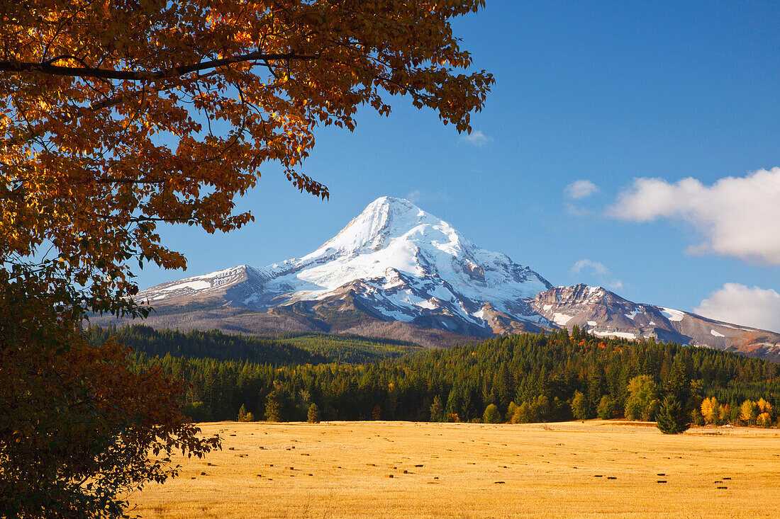 'Mount Hood And Autumn Colours In Hood River Valley; Oregon, United States of America'