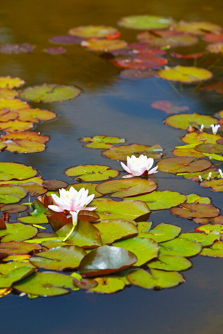 'Lily Pond At Shore Acres State Park; Coos Bay, Oregon, United States of America'