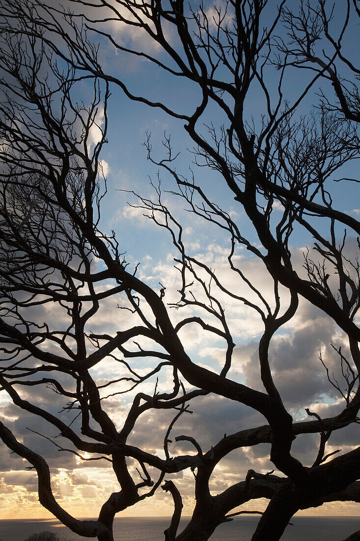 'Silhouette Of A Tree Along The Coast At Sunrise; Dunsborough, West Australia, Australia'