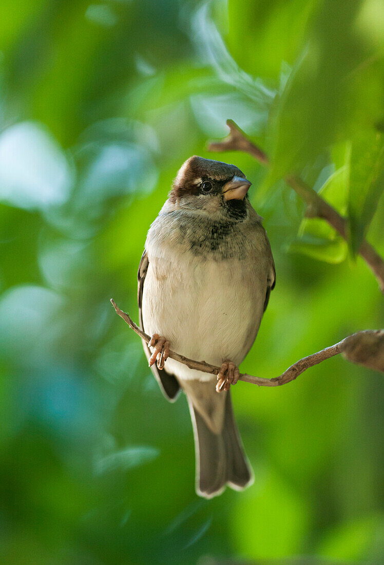 'A Sparrow Perched On A Small Branch; Tarifa, Cadiz, Andalusia, Spain'