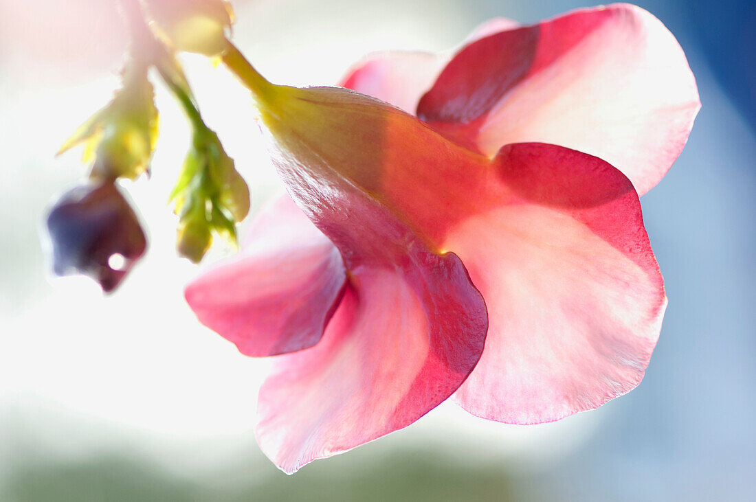 'A Red Blossoming Flower From Behind; Captain Cook, Hawaii, United States of America'