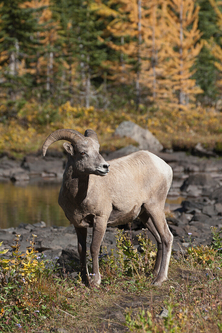 'Rocky Mountain Bighorn Sheep (Ovis Canadensis) Standing On A Trail In A Mountain Meadow With Pond And Golden Larch Trees In The Fall; Alberta, Canada'
