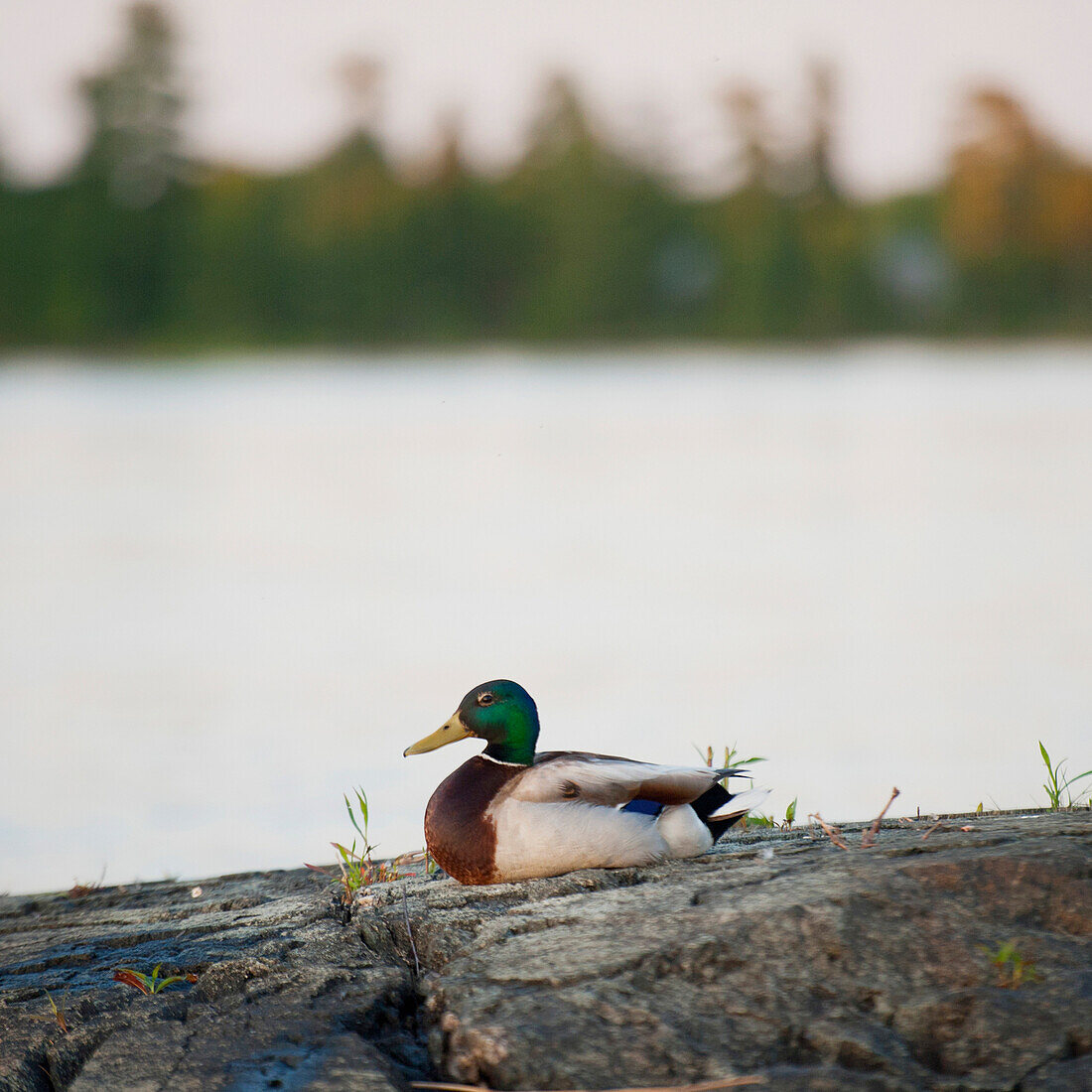 'Duck Sitting On A Rock At The Water's Edge; Lake Of The Woods, Ontario, Canada'