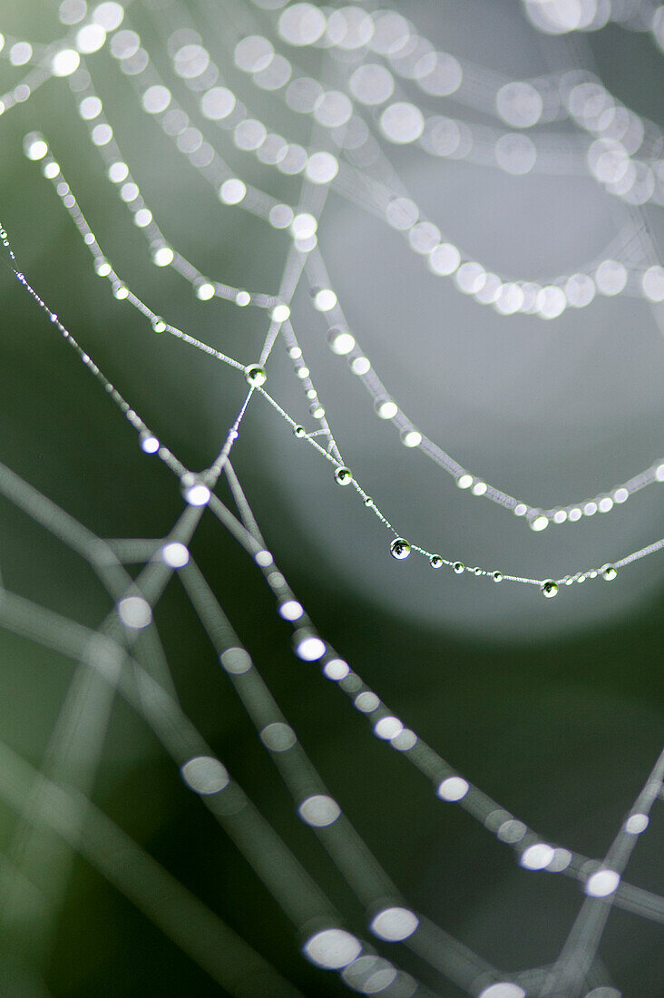 'Dew Drops On A Spider Web; Lake Of The Woods, Ontario, Canada'