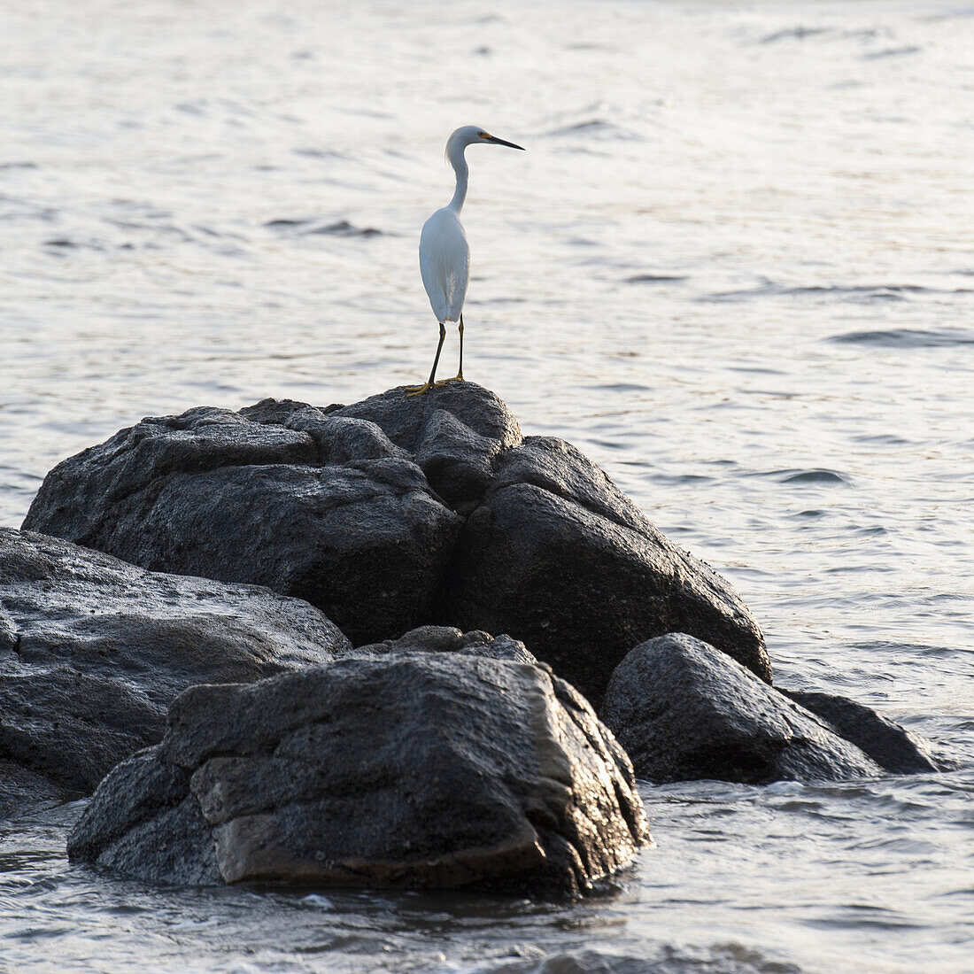 'A Bird Stands On A Rock Surrounded By Water; Sayulita, Mexico'