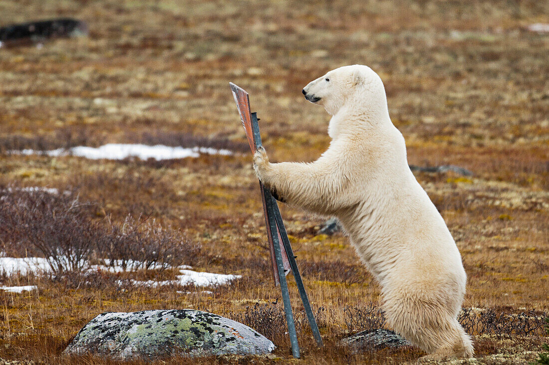 'A Polar Bear (Ursus Maritimus) Stands On It's Hind Legs Leaning Against A Sign; Churchill, Manitoba, Canada'