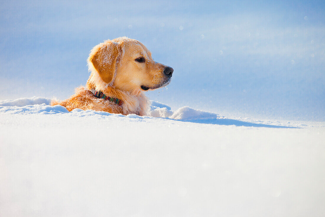 'A Dog Buried In Snow; Spruce Grove, Alberta, Canada'